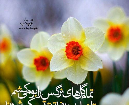 عکس نوشته درباره گل نرگس