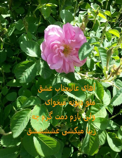 عکس نوشته ولی بازم دمت گرم چه زیبا میکشی عشق