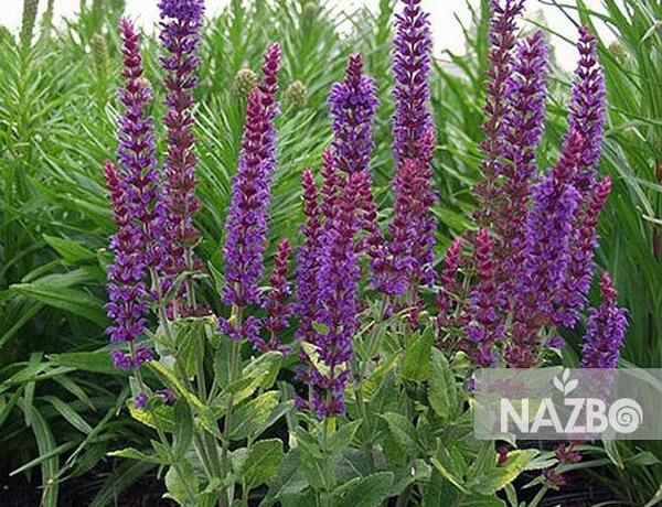 عکس مریم گلی