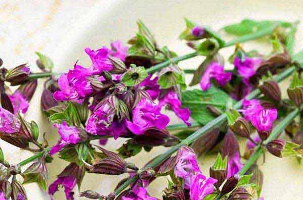 عکس مریم گلی