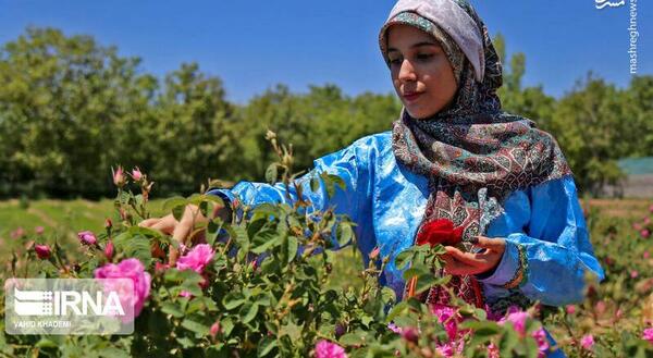 عکس امین گل محمدی