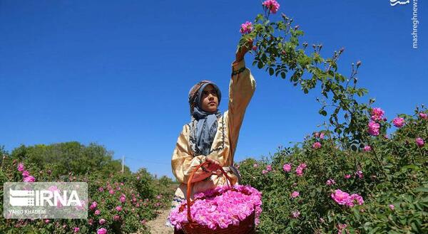 عکس امین گل محمدی