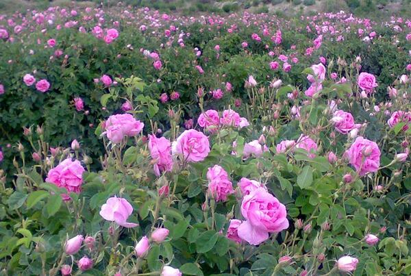 عکس امین گل محمدی