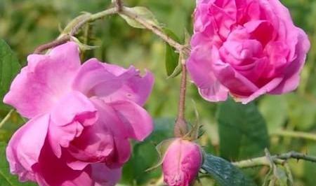 عکس امین گل محمدی