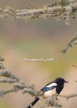 عکس مرغ آمین واقعی