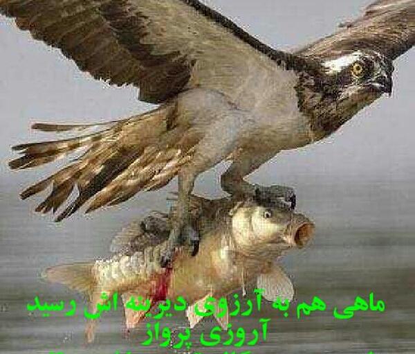 عکس آرزوی پرواز