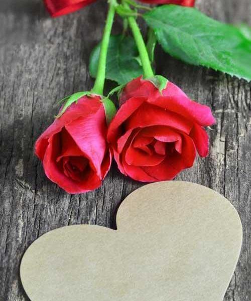 عکس گل آرزو