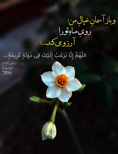 عکس گل آرزو ها