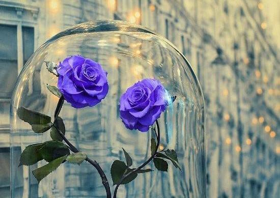 عکس گل آرزو ها