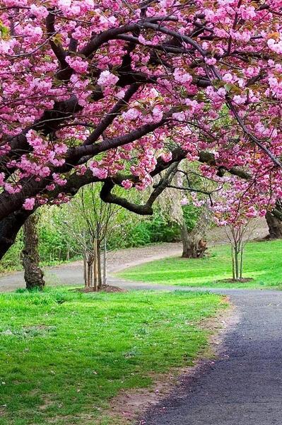 عکس از بهار طبیعت