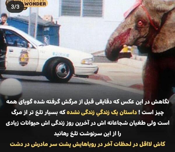 عکس بابا فیل