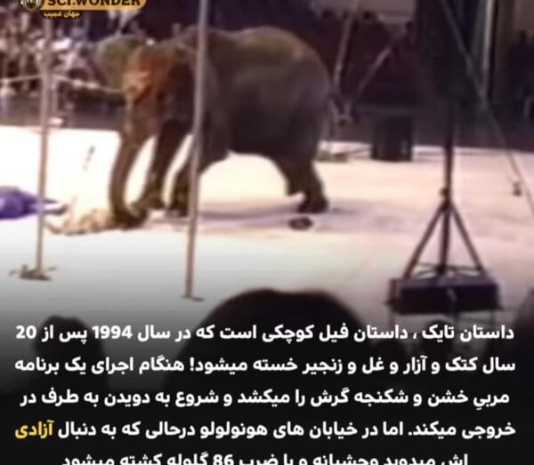 عکس بابا فیل