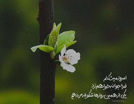 عکس بهاره زیبا