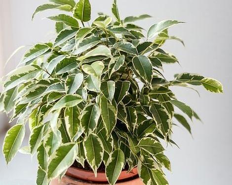 عکس های گل بنجامین
