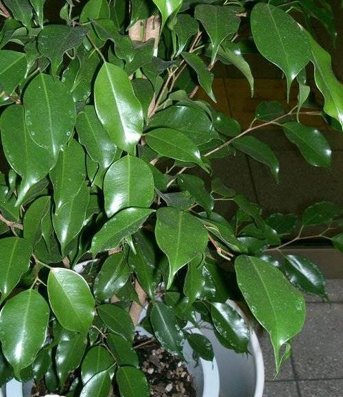عکس های گل بنجامین
