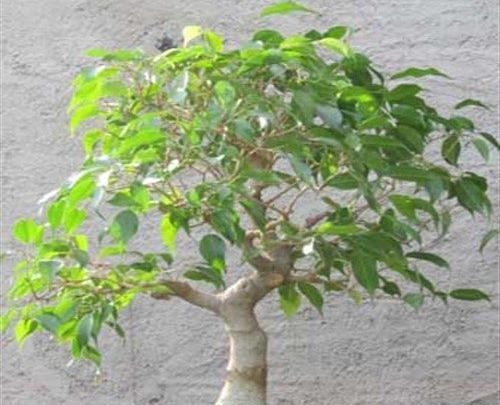 عکس های گل بنجامین