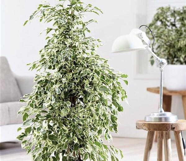 عکس های گل بنجامین