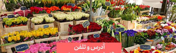 عکس گل پوریا