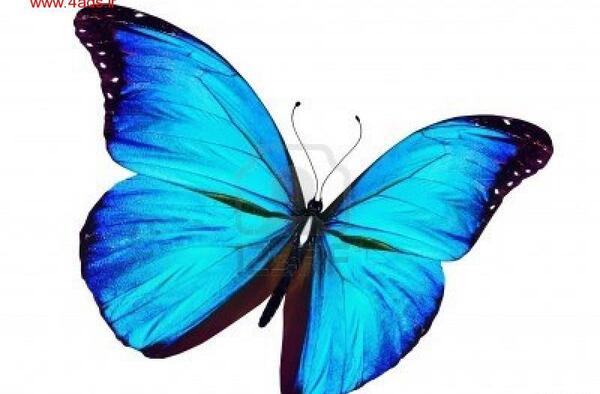 عکس پروانه آبی