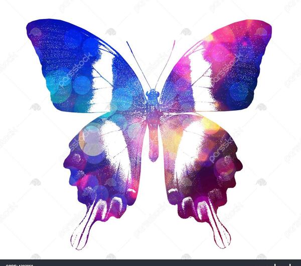 عکس پروانه تکی