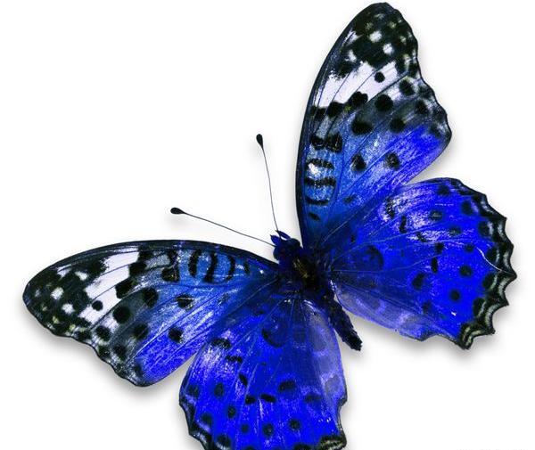 عکس پروانه حرفه ای