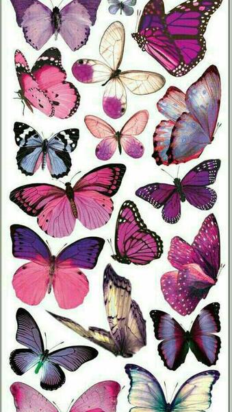 عکس پروانه حرفه ای