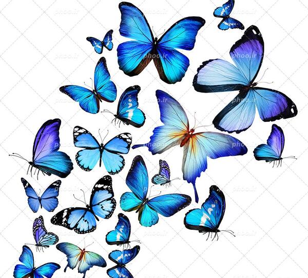 عکس پروانه حرفه ای