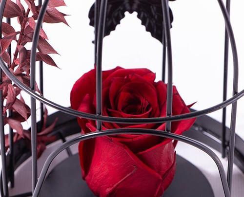 عکس پروانه روی گل رز