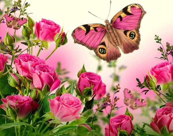 عکس پروانه روی گل رز