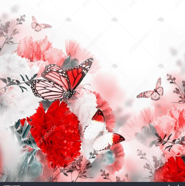 عکس پروانه روی گل رز