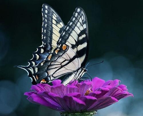 عکس پروانه روی گل رز