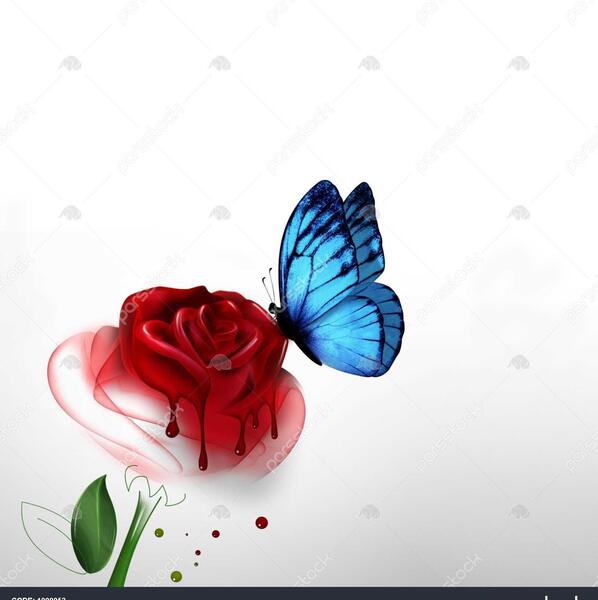 عکس پروانه روی گل رز