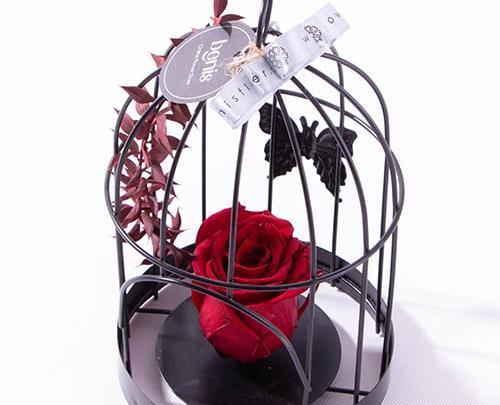 عکس پروانه روی گل رز