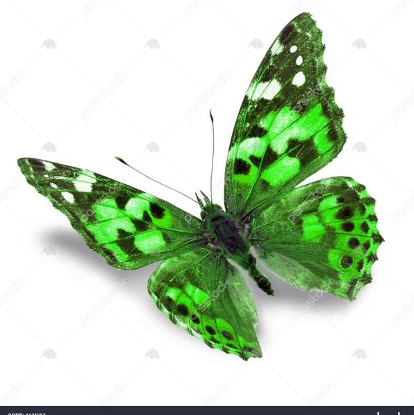 عکس پروانه سبز
