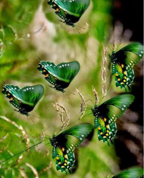 عکس پروانه سبز