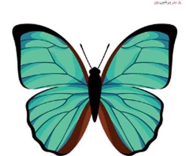 عکس پروانه سبز