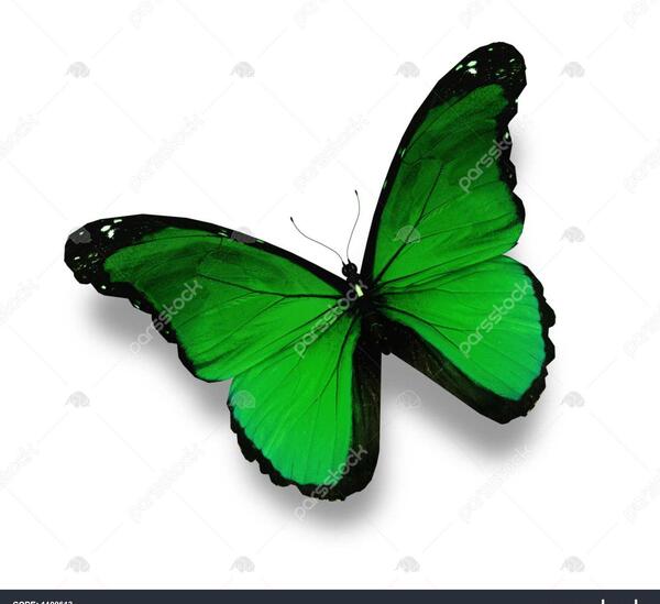 عکس پروانه سبز