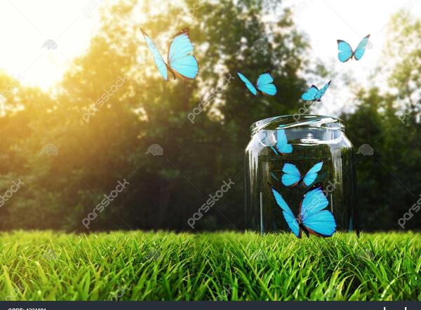 عکس پروانه شیشه ای