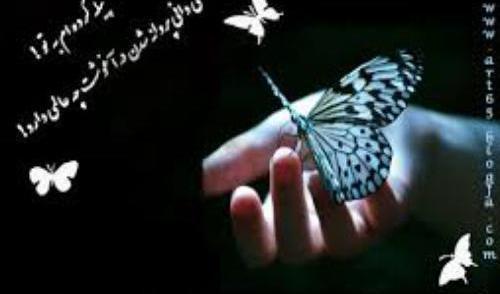 عکس پروانه شدن