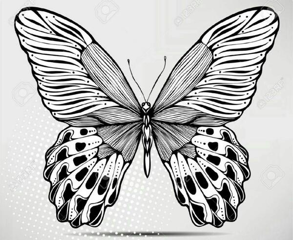 عکس پروانه طراحی