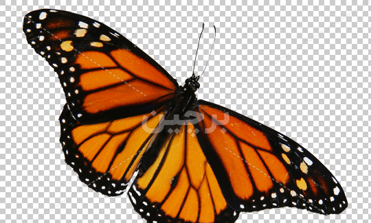 عکس پروانه طراحی