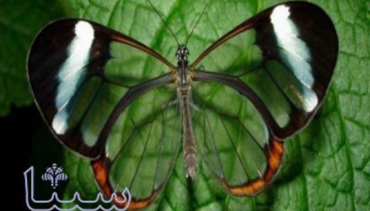 عکس پروانه عاشق