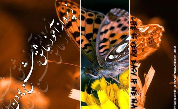 عکس پروانه عاشق