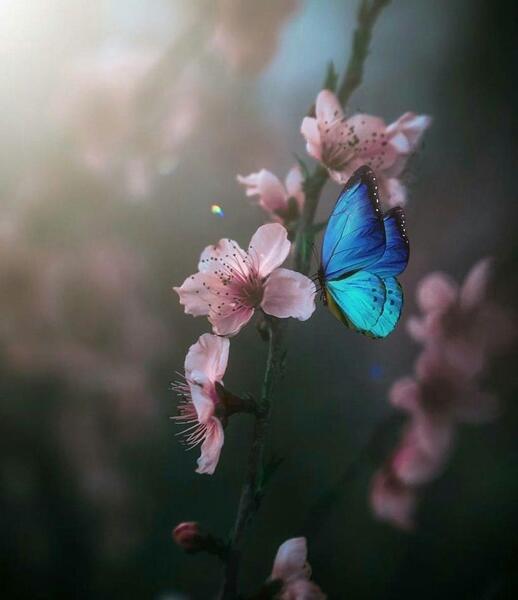عکس پروانه و گل