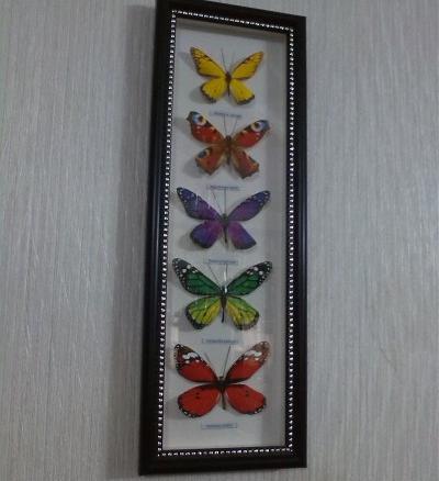 عکس پروانه و کتاب