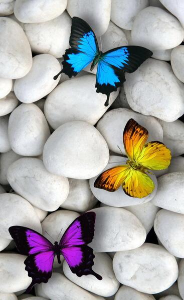 عکس پروانه های رنگارنگ