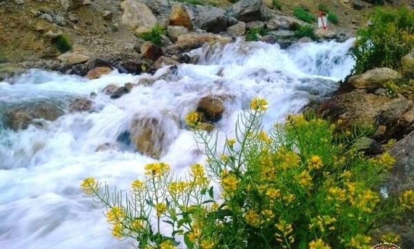 عکس پویا گل چشمه