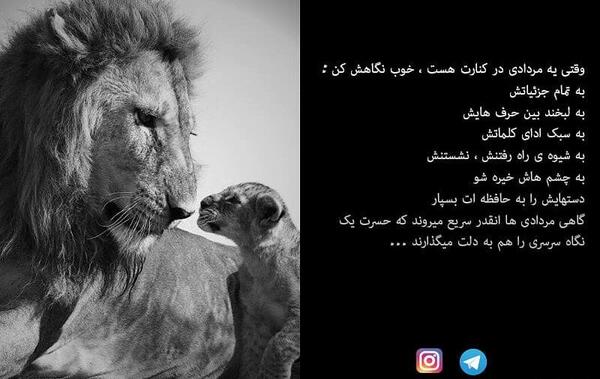 عکس تولدم مبارک شیر