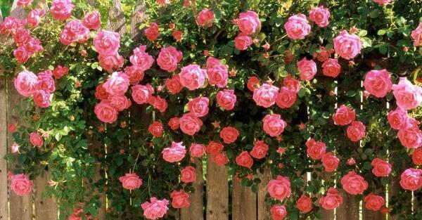 عکس ثریا گل محمدی