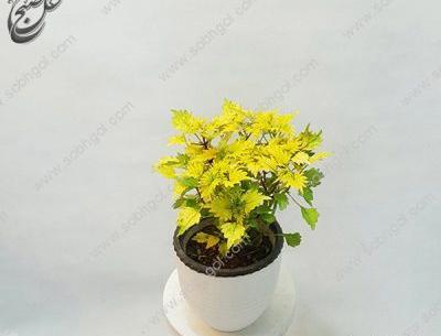 عکس حسن یوسف تایلندی